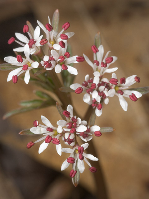 Erigenia bulbosa (Harbinger of spring) #27560