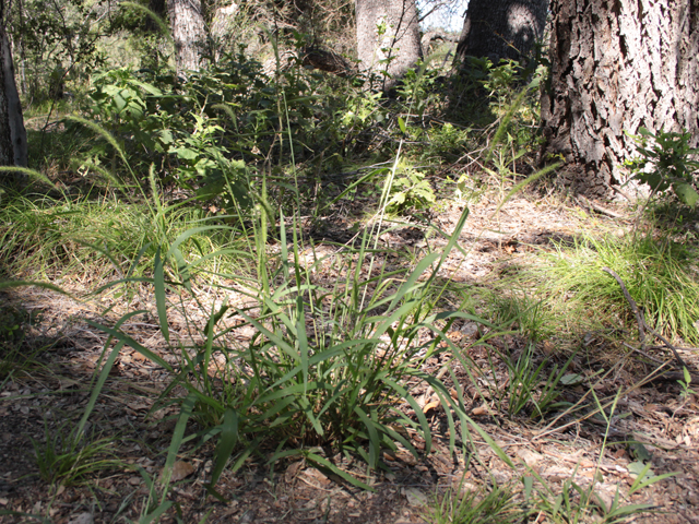 Setaria scheelei (Southwestern bristlegrass) #28617