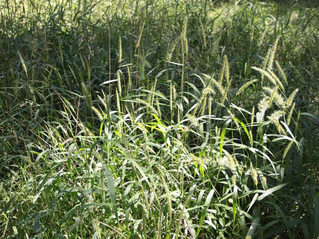 Setaria scheelei (Southwestern bristlegrass) #28619