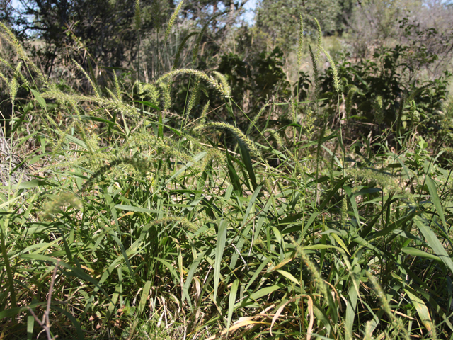 Setaria scheelei (Southwestern bristlegrass) #28621
