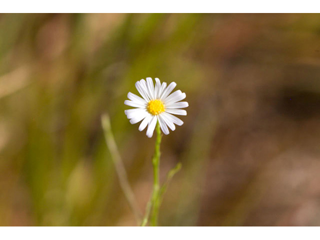 Boltonia diffusa (Doll's daisy) #44003