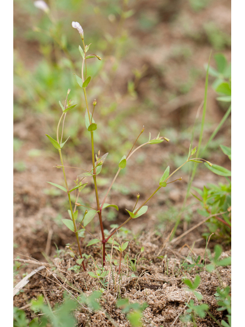 Lindernia dubia var. anagallidea (Yellowseed false pimpernel) #44017