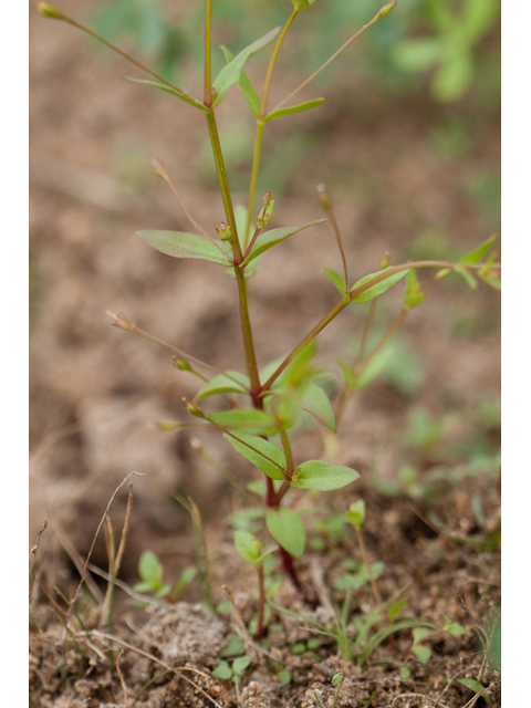 Lindernia dubia var. anagallidea (Yellowseed false pimpernel) #44019