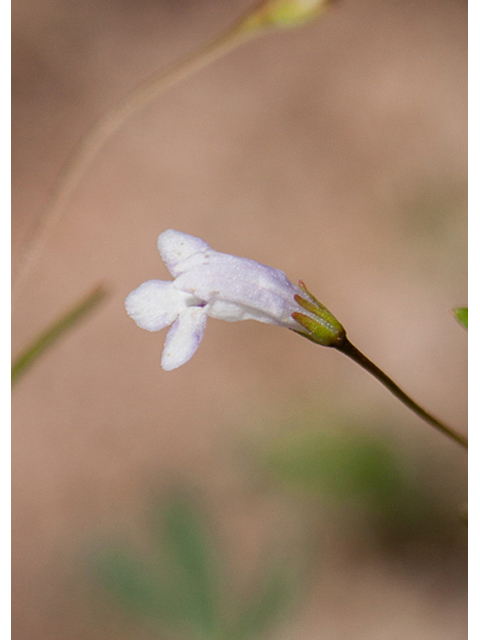Lindernia dubia var. anagallidea (Yellowseed false pimpernel) #44021