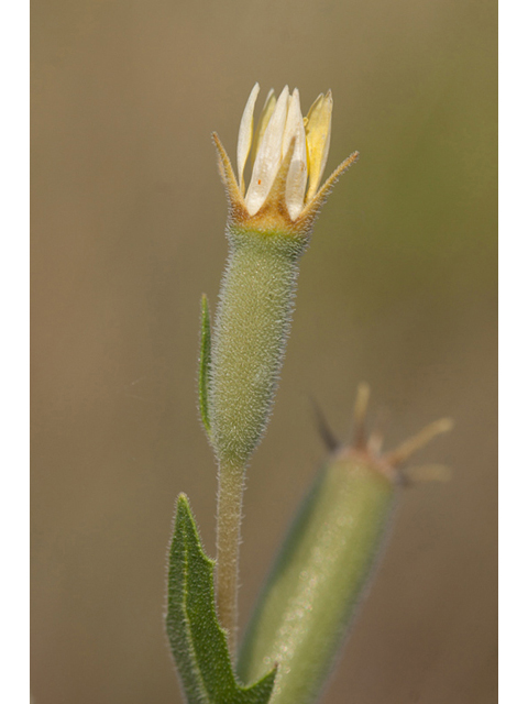 Mentzelia albescens (Wavyleaf blazingstar) #44025