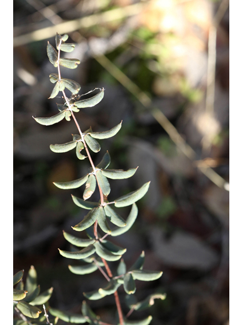 Pellaea wrightiana (Wright's cliffbrake fern) #44029