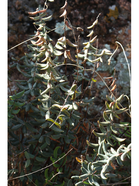 Pellaea wrightiana (Wright's cliffbrake fern) #44030