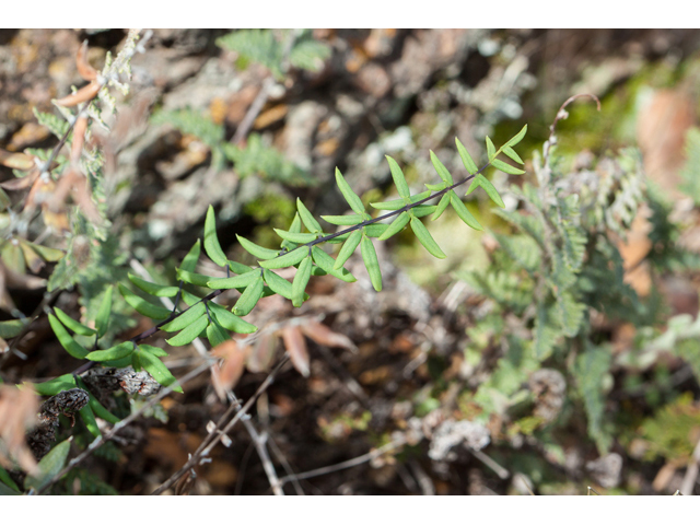 Pellaea wrightiana (Wright's cliffbrake fern) #44031