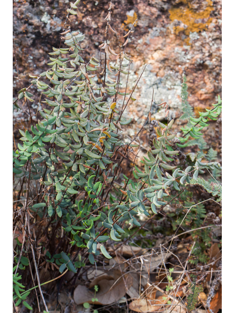 Pellaea wrightiana (Wright's cliffbrake fern) #44032