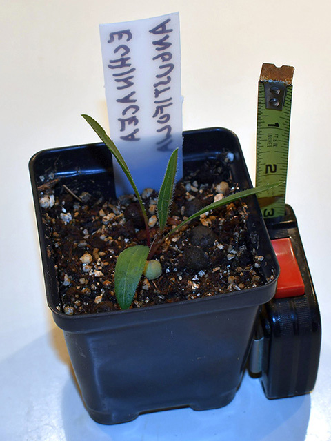Echinacea angustifolia (Black samson) #76259