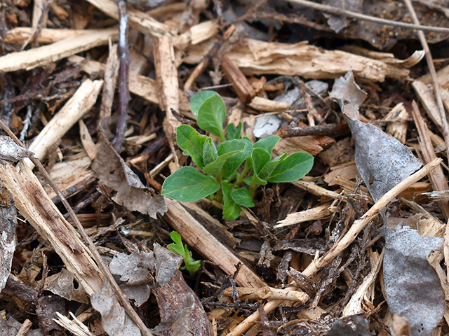 Asclepias oenotheroides (Zizotes milkweed) #76268
