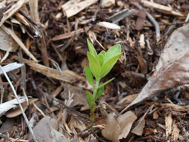Asclepias viridis (Green milkweed) #76269