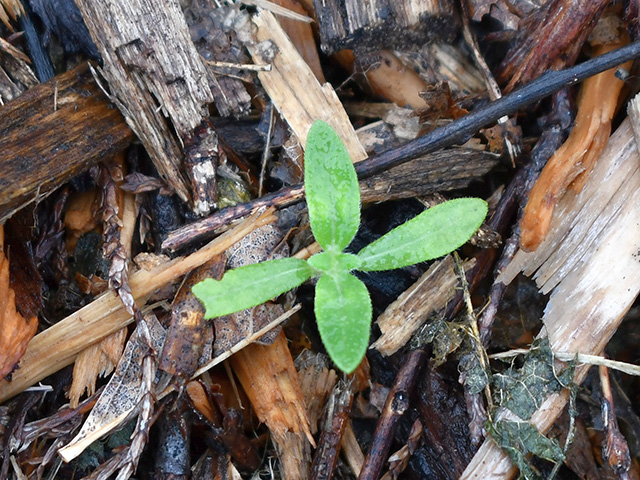 Helianthus annuus (Common sunflower) #76272
