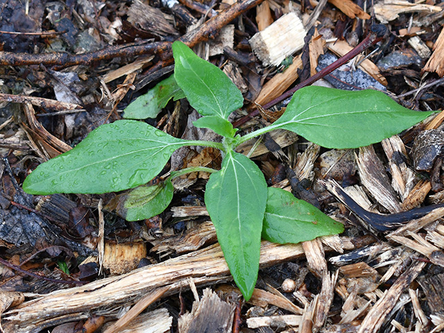 Helianthus annuus (Common sunflower) #76273