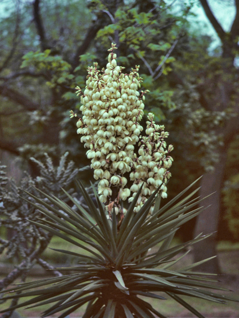 Yucca torreyi (Torrey yucca) #25206