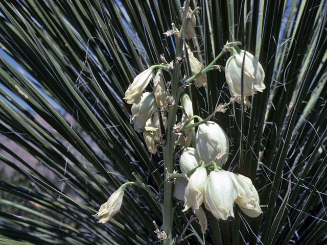 Yucca elata (Soaptree yucca) #25209