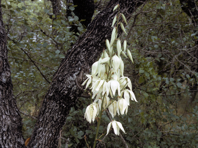 Yucca flaccida (Weak-leaf yucca) #25210