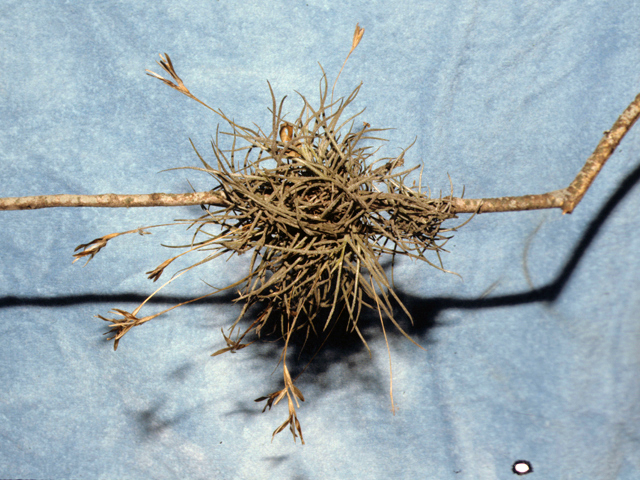 Tillandsia recurvata (Small ball moss) #25219