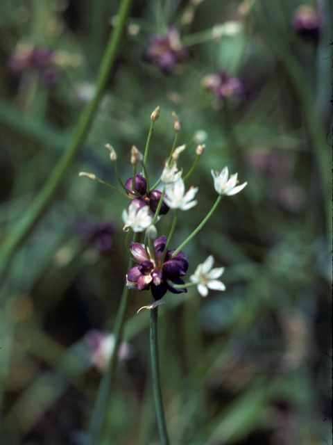 Allium canadense (Meadow garlic) #25236