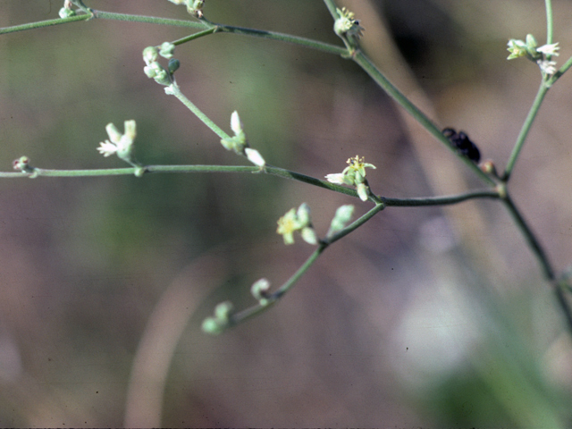 Ephedra pedunculata (Vine jointfir) #25241
