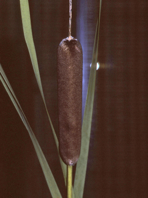 Typha latifolia (Broadleaf cattail) #25242