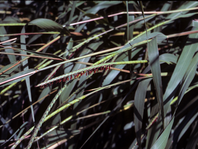 Tripsacum dactyloides (Eastern gamagrass) #25253