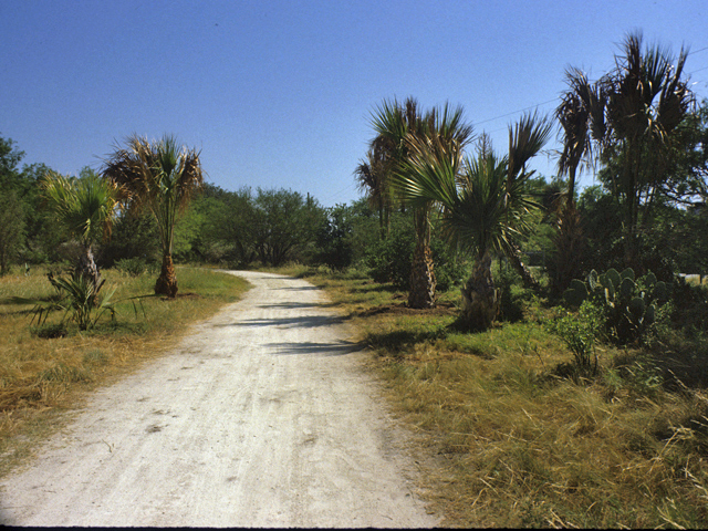 Sabal mexicana (Texas palm) #25256