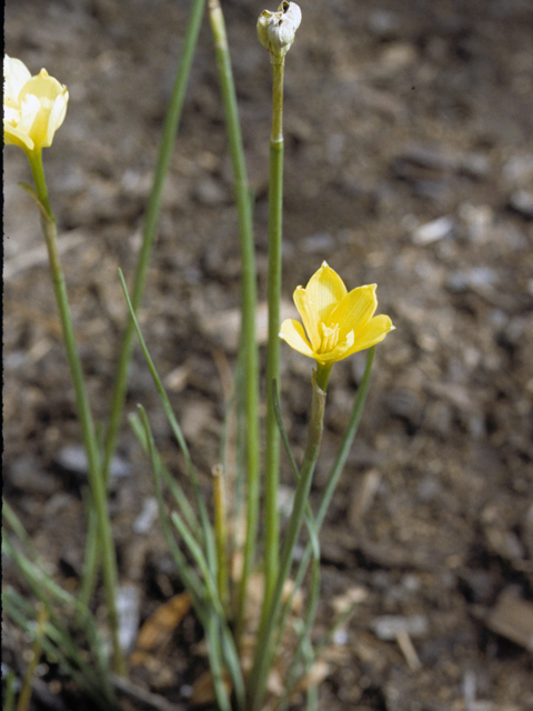 Cooperia smallii (Small's rainlily) #25259