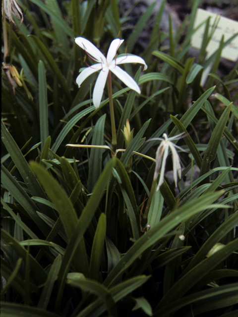 Crinum americanum (American crinum lily) #25265