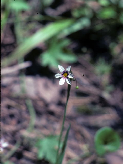 Sisyrinchium rosulatum (Annual blue-eyed grass) #25272