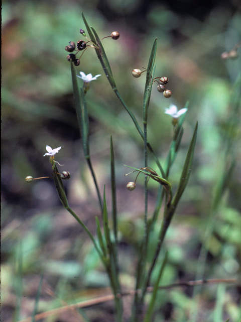 Sisyrinchium albidum (White blue-eyed grass) #25274