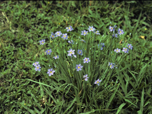 Sisyrinchium angustifolium (Narrowleaf blue-eyed grass) #25275