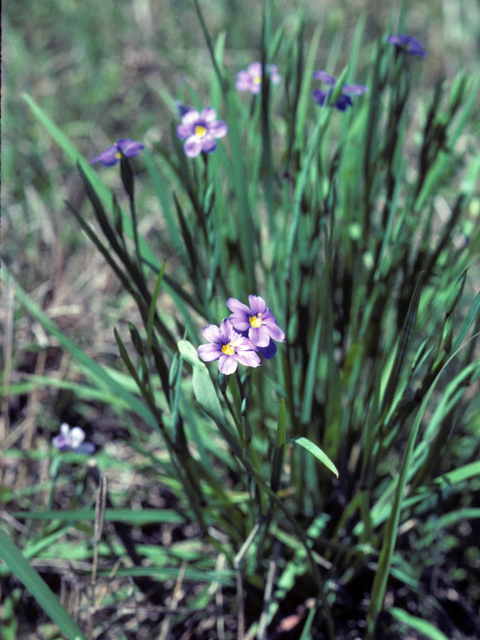 Sisyrinchium langloisii (Roadside blue-eyed grass) #25278
