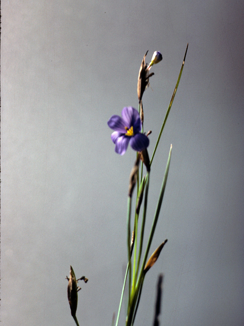 Sisyrinchium langloisii (Roadside blue-eyed grass) #25280