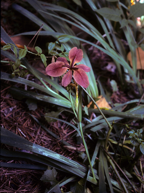 Iris fulva (Copper iris) #25281