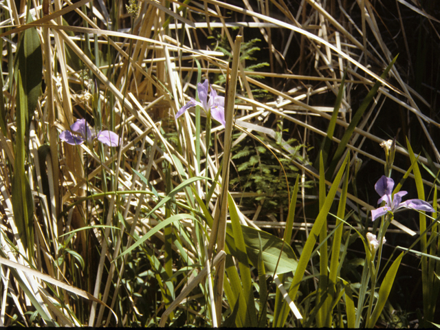 Iris virginica (Virginia iris) #25284
