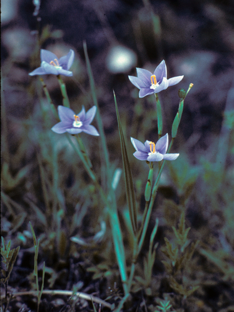 Nemastylis geminiflora (Prairie celestials) #25287