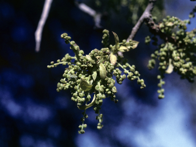 Quercus virginiana (Coastal live oak) #25300