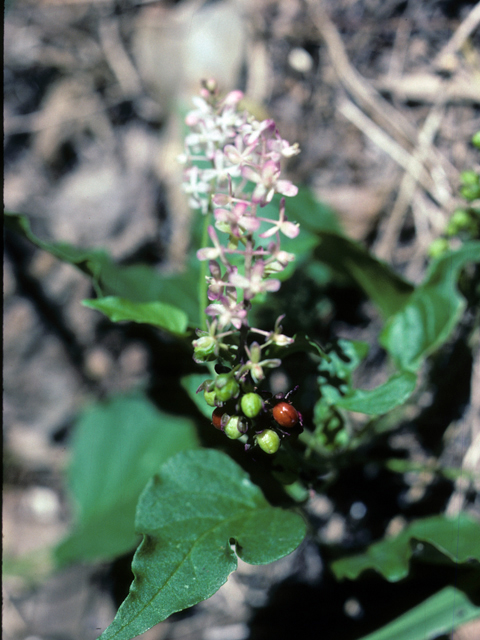 Rivina humilis (Pigeonberry) #25338