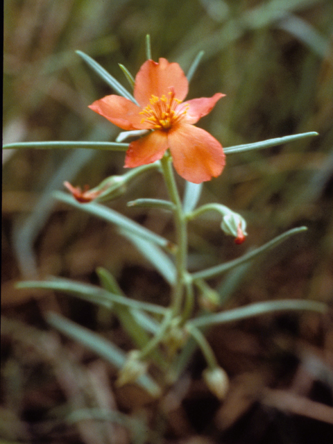 Phemeranthus aurantiacus (Orange flameflower) #25344