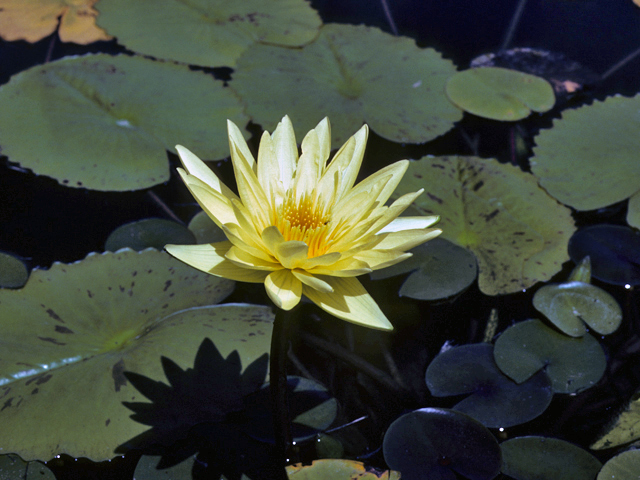 Nymphaea mexicana (Yellow waterlily) #25349