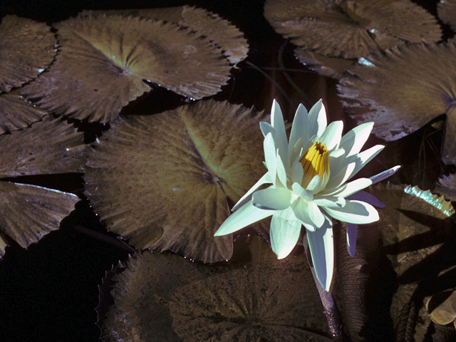Nymphaea odorata (American white water-lily) #25350