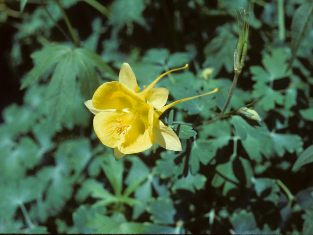 Aquilegia chrysantha var. hinckleyana (Hinckley's golden columbine) #25353