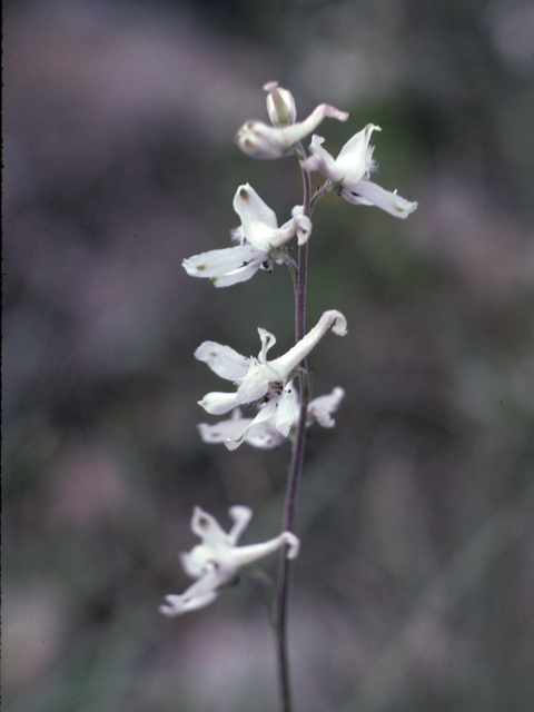 Delphinium carolinianum ssp. virescens (Carolina larkspur) #25355