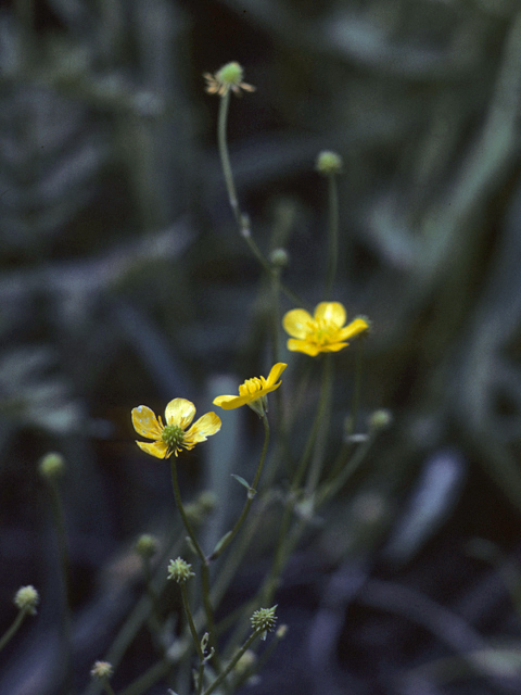 Ranunculus sceleratus (Cursed buttercup) #25357