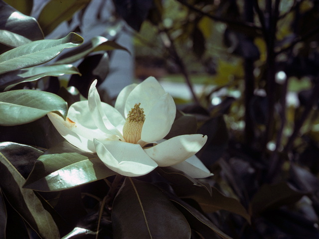 Magnolia grandiflora (Southern magnolia) #25363