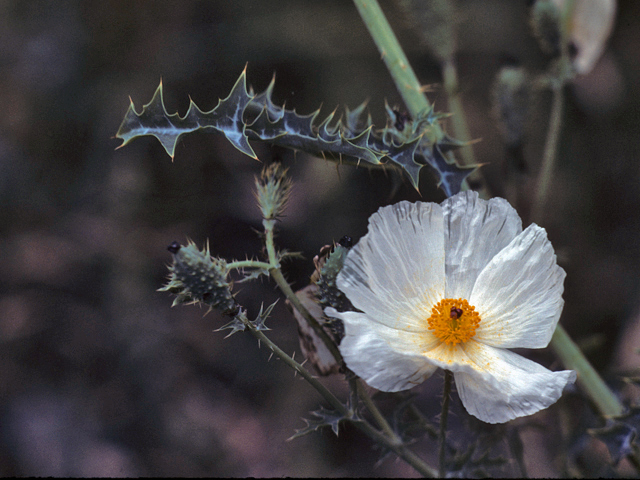 Argemone albiflora ssp. texana (Texas bluestem pricklypoppy) #25371