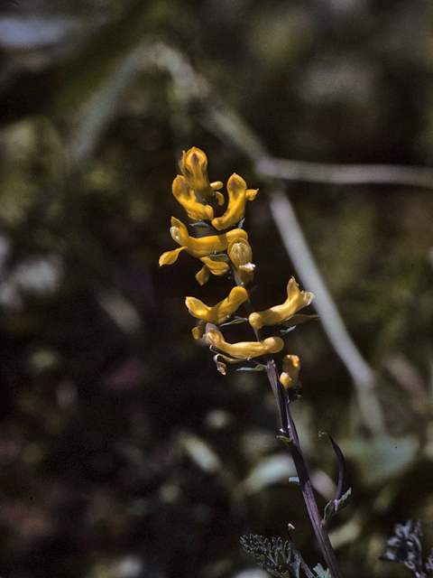 Corydalis curvisiliqua (Curvepod fumewort) #25372