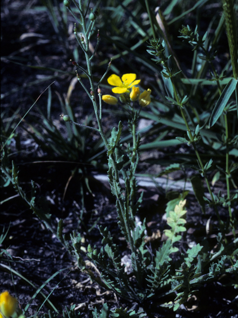 Lesquerella grandiflora (Bigflower bladderpod) #25395