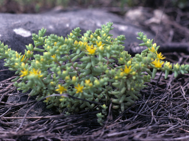 Sedum nuttallianum (Yellow stonecrop) #25407